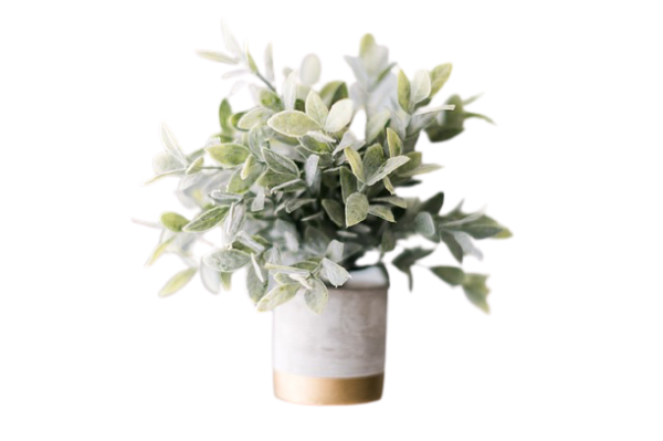 Greeny Plant