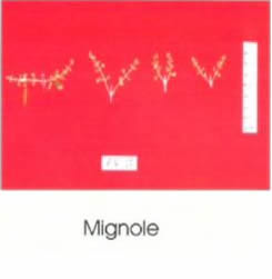 Mignole