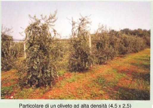 oliveto ad alta intensita di fs-17